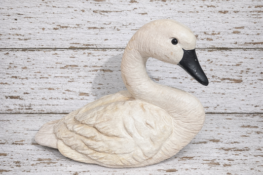 Large White Swan